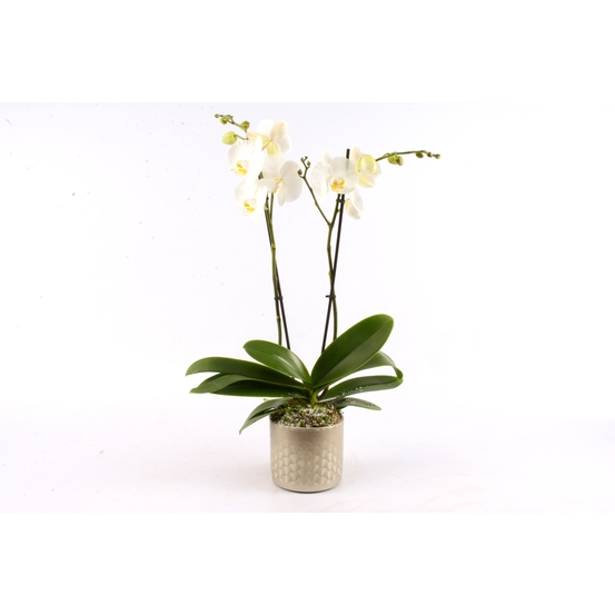 Compo de noël Orchidée Phalaeonopsis 2 tiges - pot déco D14cm