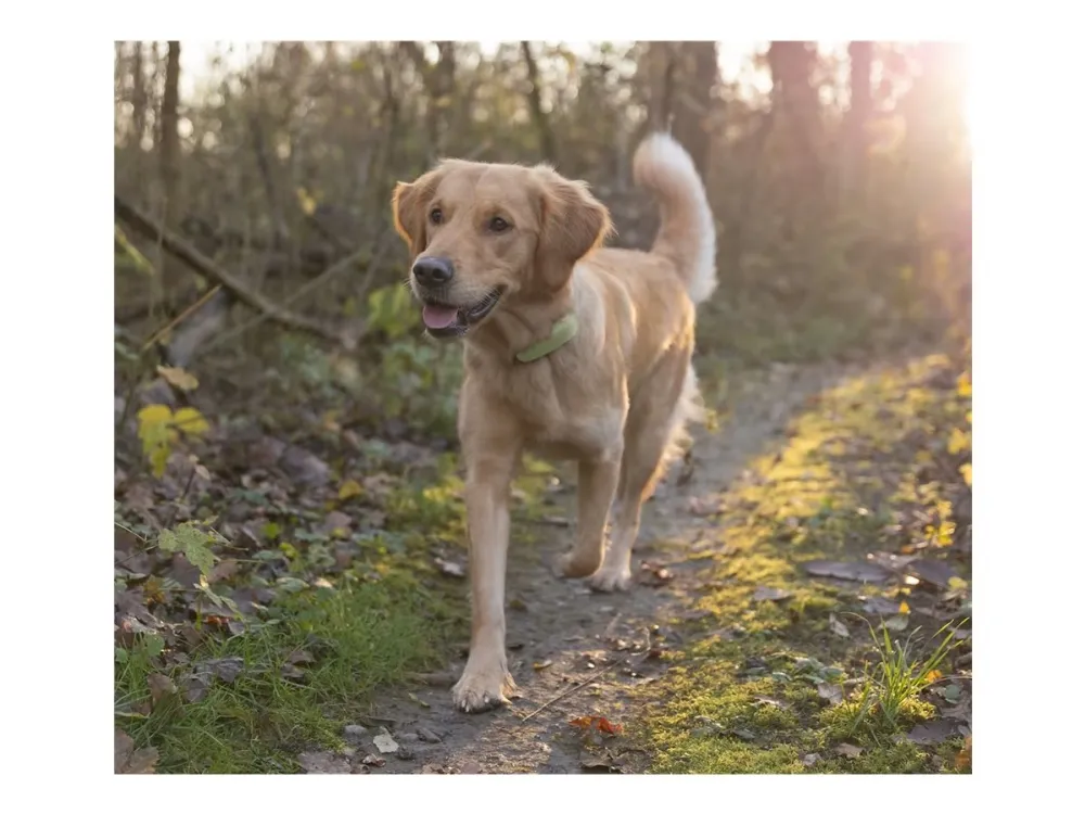 Tractive GPS DOG XL - Green - Abonnement i app