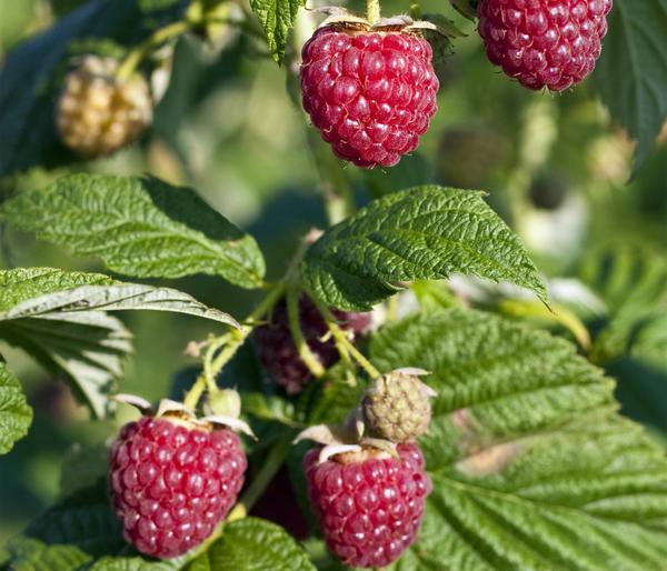 Bio Himbeere 'Lowberry® Little Sweet
