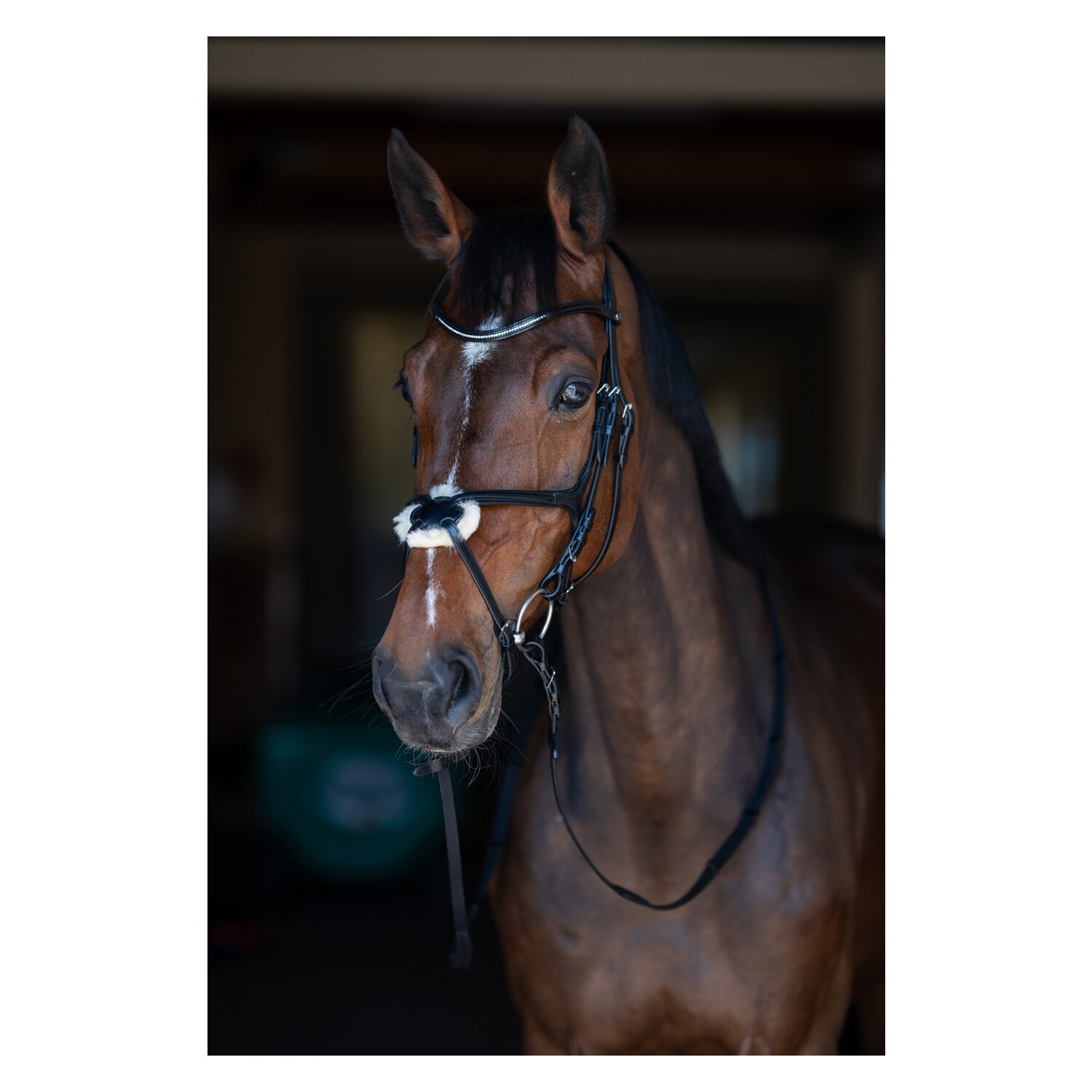 Cheval de Luxe Trensenzaum Miami - schwarz