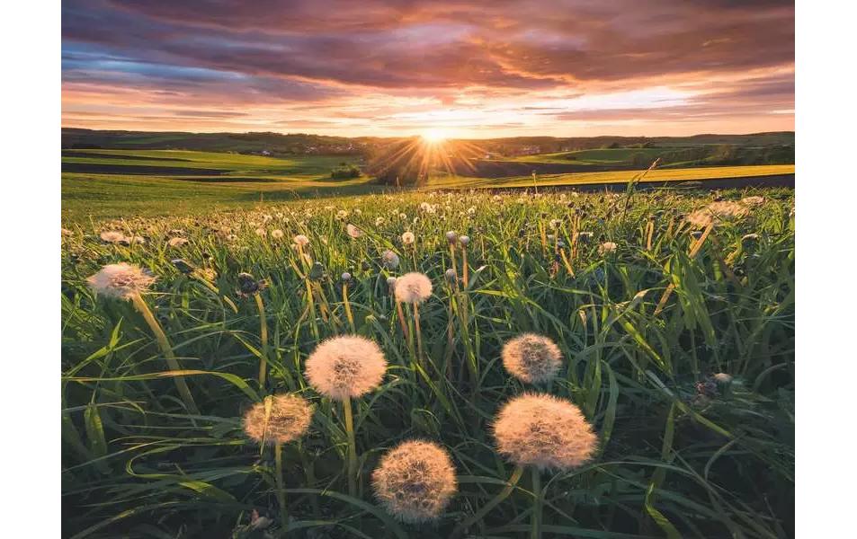 Puzzle Pusteblumen im Sonnenuntergang 500 TeileKlassisches Puzzlespiel mit Premium-Qualität