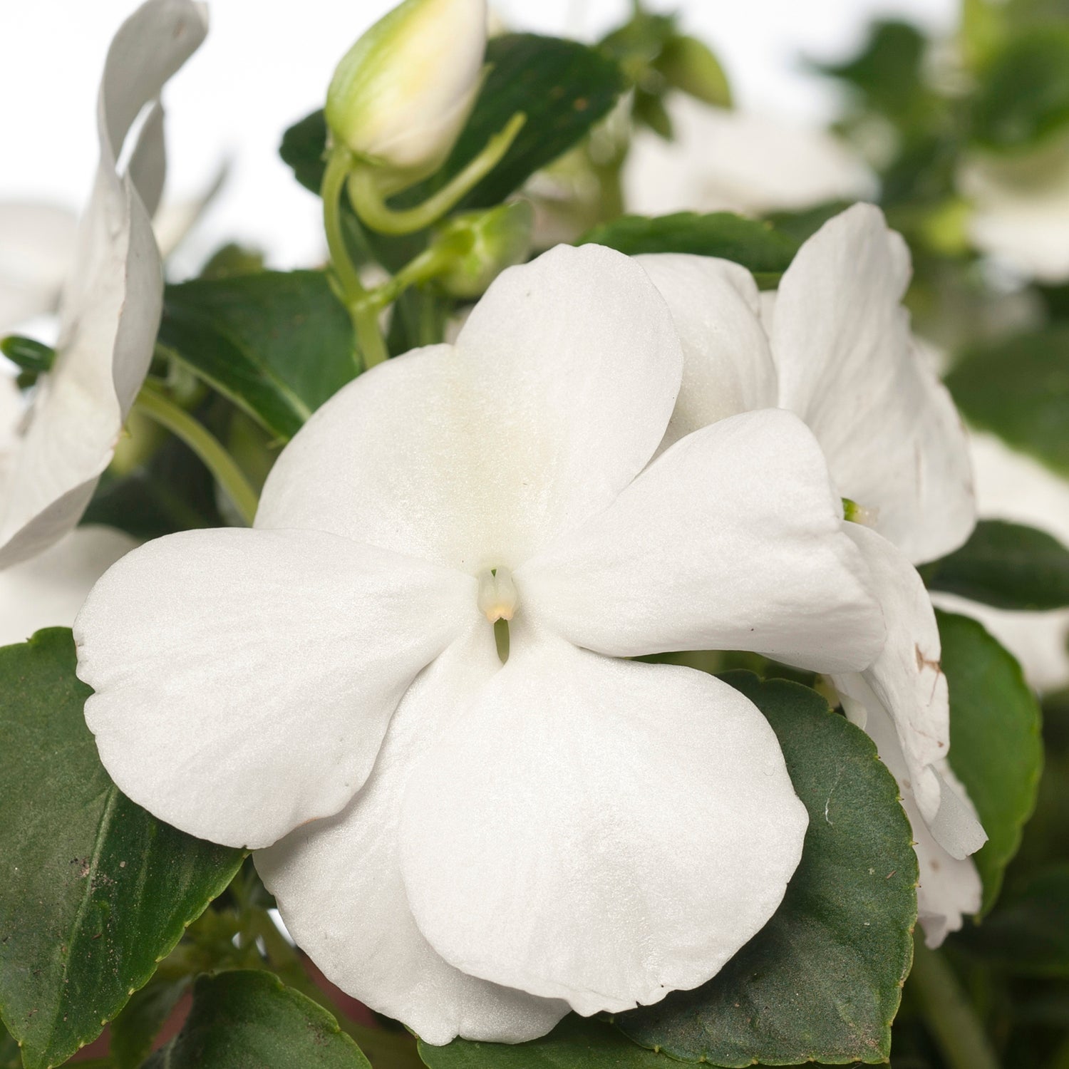Vlijtig liesje (Impatiens walleriana) D 9 H 10 cm
