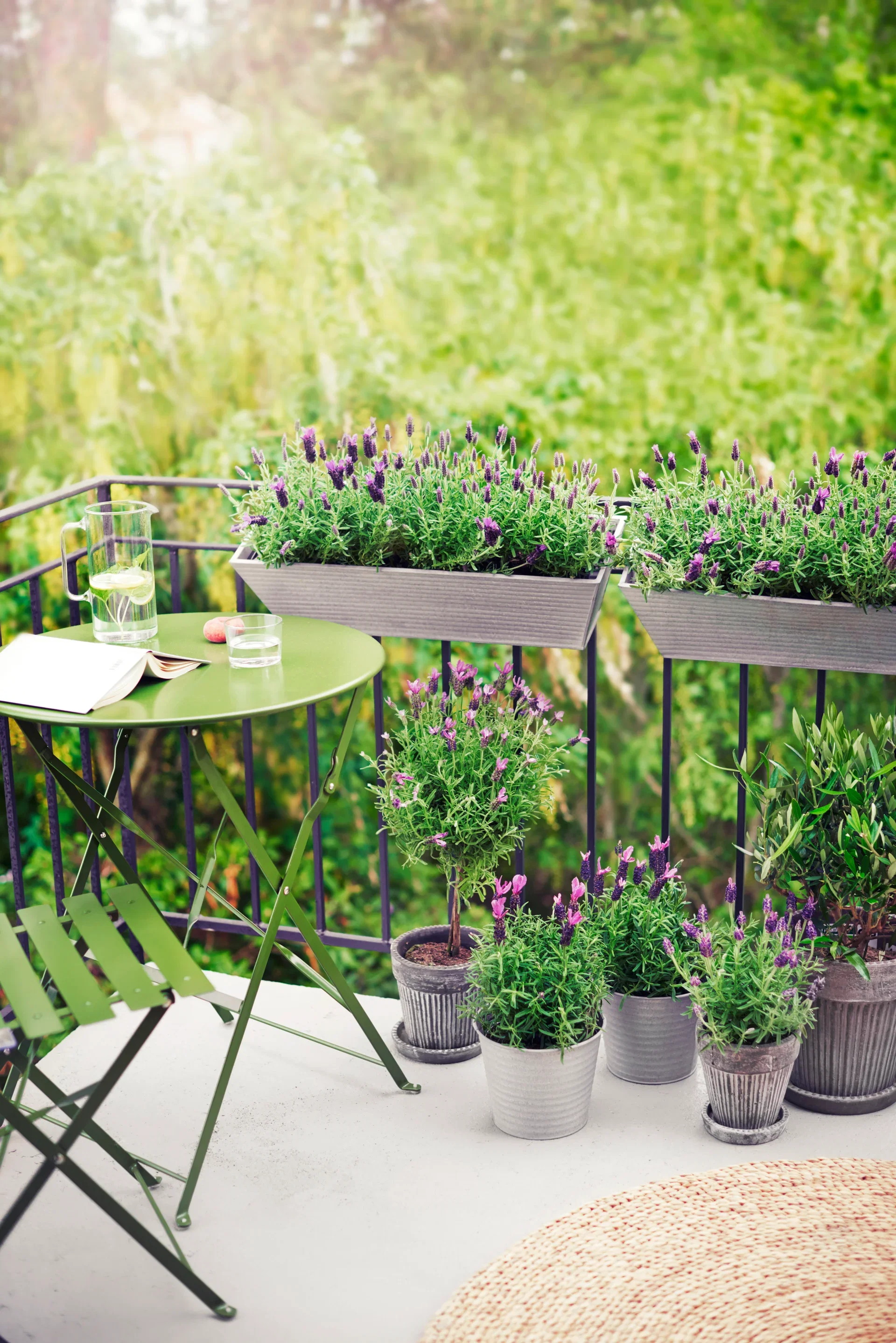 Lavandula stoechas Sommerfugllavendel på stamme Ø14 cm