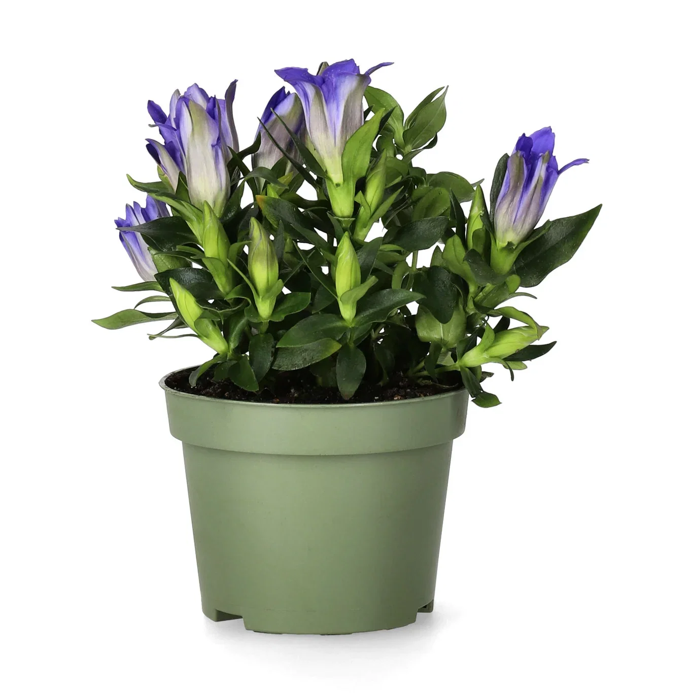 Gentiana Blue Heart 10,5 cm Kinasøte Ø10,5 cm