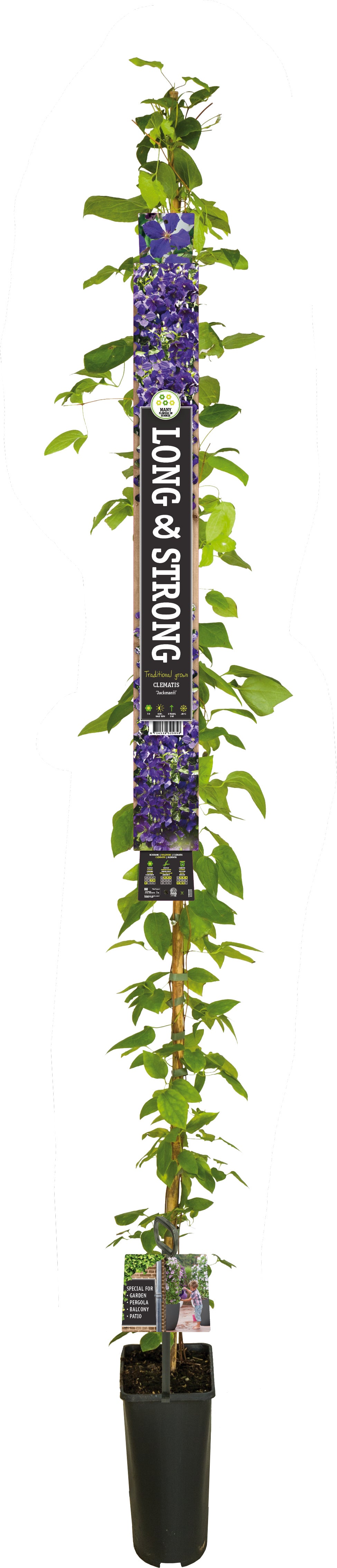 Bosrank (Clematis 'Jackmanii') D 23 H 210 cm