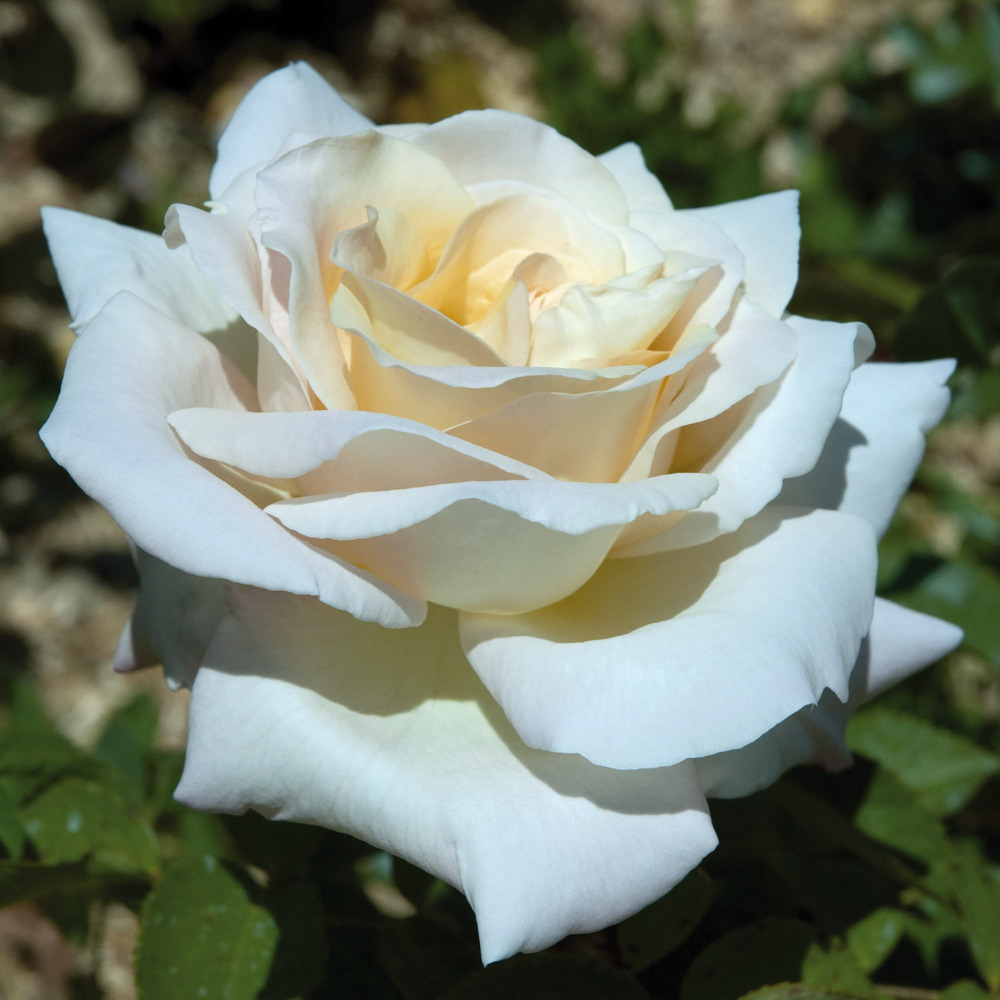Rosier jardins de bagatelle ® meimafris sans motte