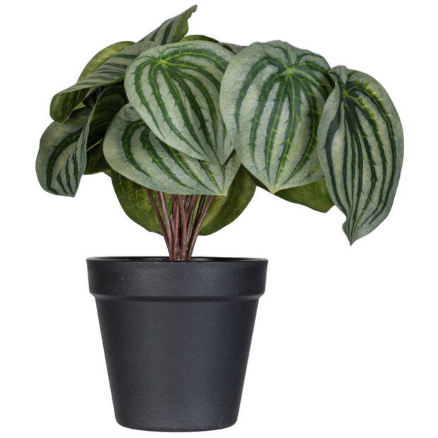 Kunstplant Peperomia 15cm