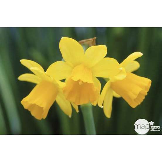 Narcisse Tête à Tête : Jardinière 40 cm