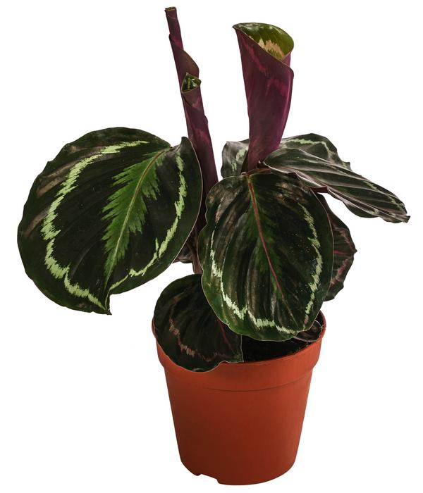 Korbmarante - Calathea roseopicta 'Medaillon'