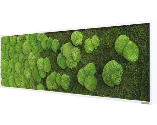 Mosschilderij bos & bolmos verloop 140x40 cm