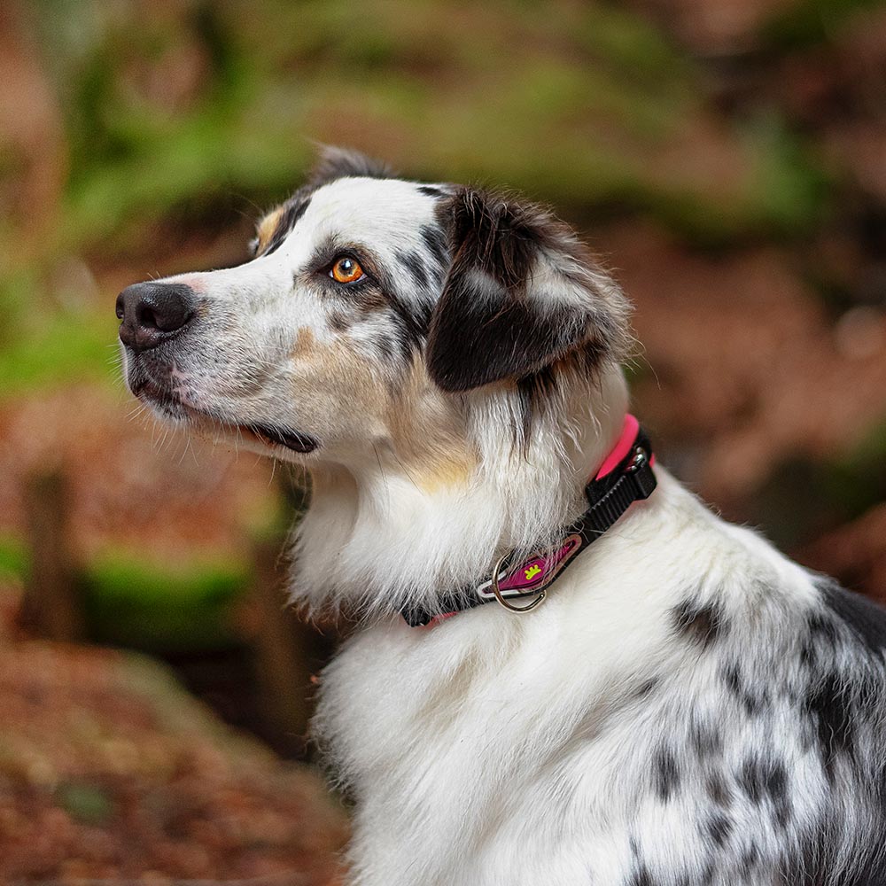 Collier ergonomique pour chiens ergofluo c15/42 avec rembourrage et fermeture à micro-régulation