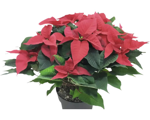 Poinsettia Mix FloraSelf Euphorbia pulcherrima H 45 cm Ø 23 cm pot