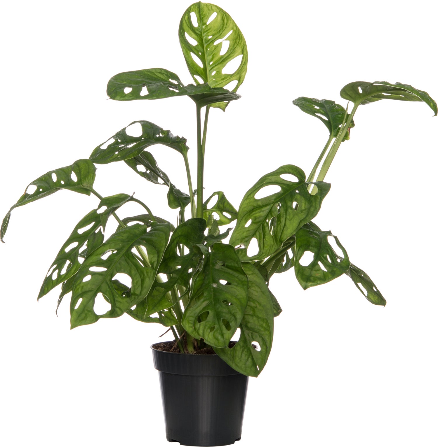 Gatenplant(Monstera 'Monkey Mask') D 12 H 30 cm