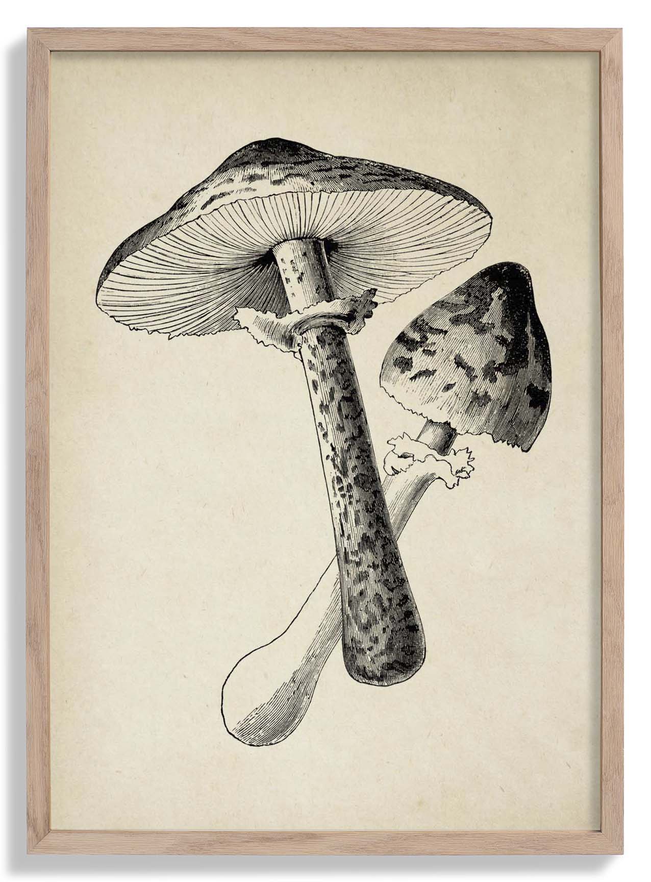 Antiker Pilz