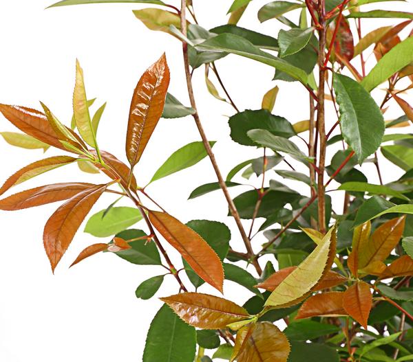 Purpur-Glanzmispel 'Red Robin'