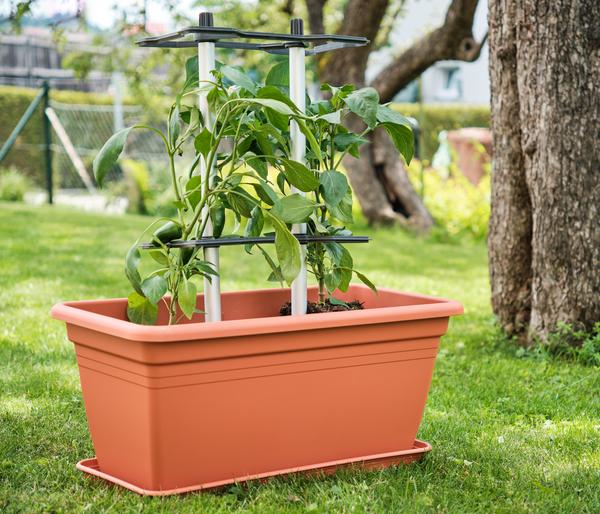 Gusta Garden Rankhilfe Chili Buddy, ca.