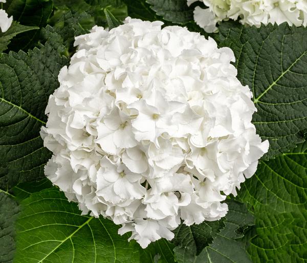 Hortensie - Hydrangea macrophylla 'Ice Boy'