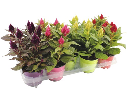 Celosie FloraSelf Celosia cultivars 'Kelos' Ø 12 cm willekeurige variëteitselectie
