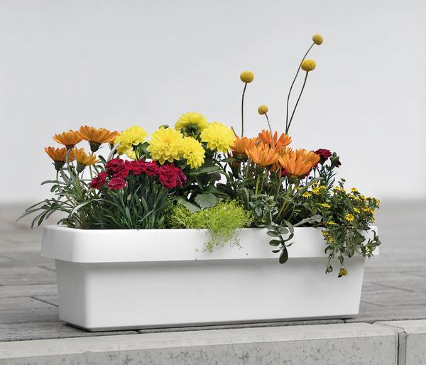 Geli Kunststoff-Blumenkasten Viva, inkl.