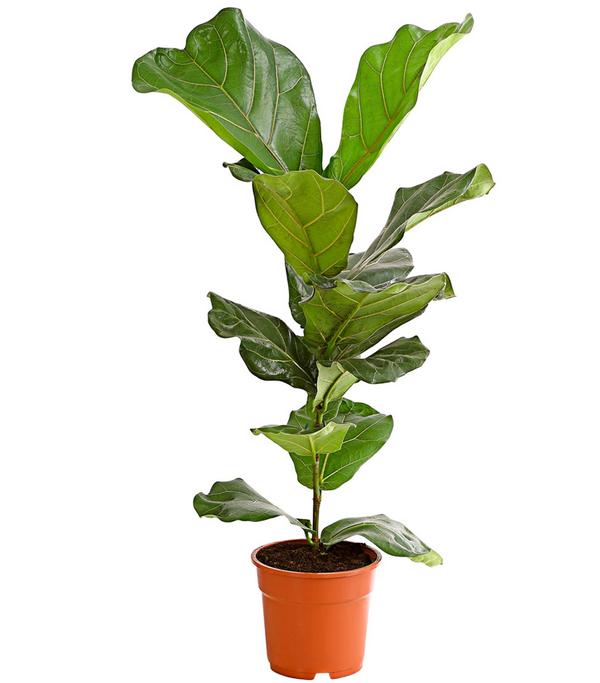 Geigenfeige - Ficus lyrata
