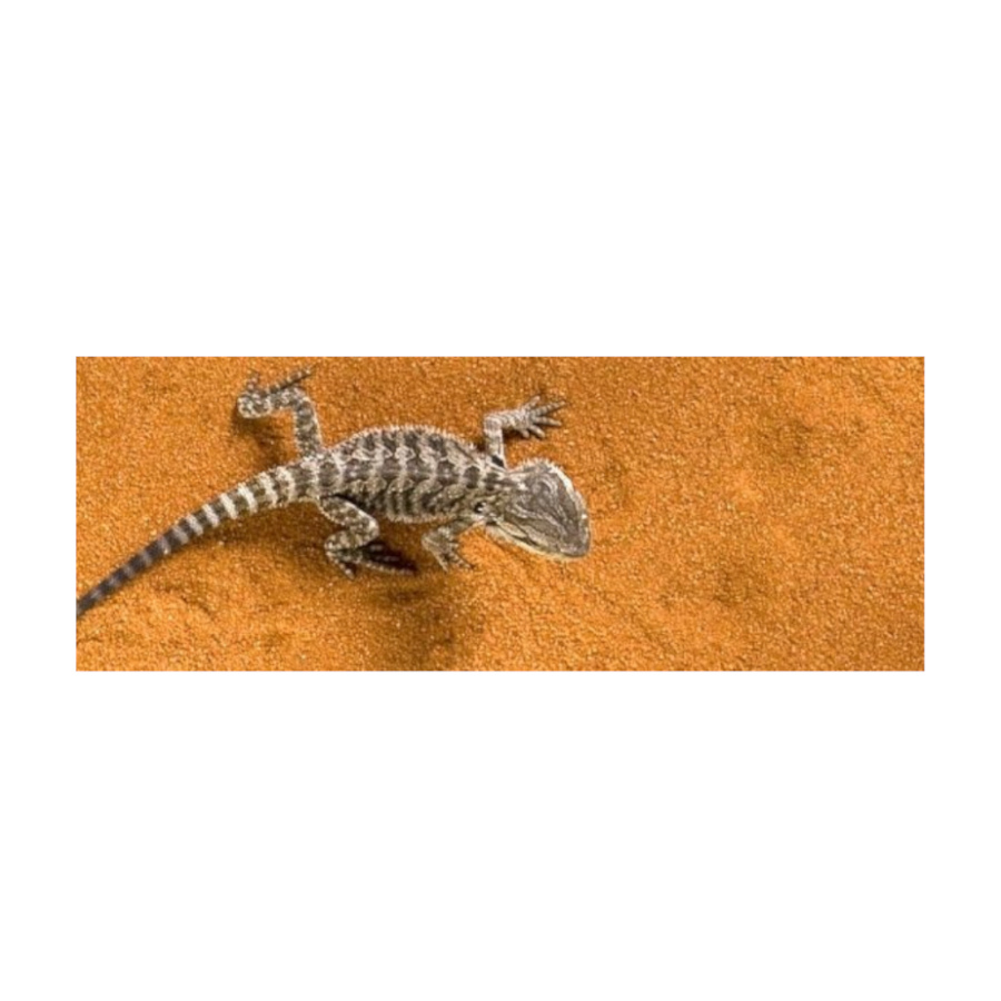 Substrato para terrário Exo Terra Red Desert Sand