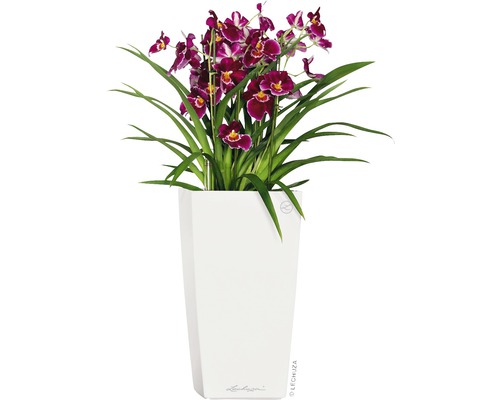Lechuza Cubico 22 plantenbak complete set H 41 cm wit