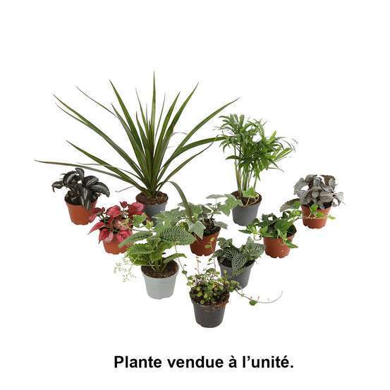 Plantes vertes : pot d.6cm - Variétés variables