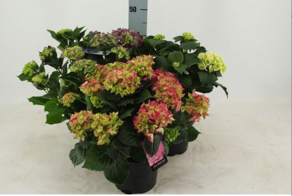 HORTENSIA MIX 21CM