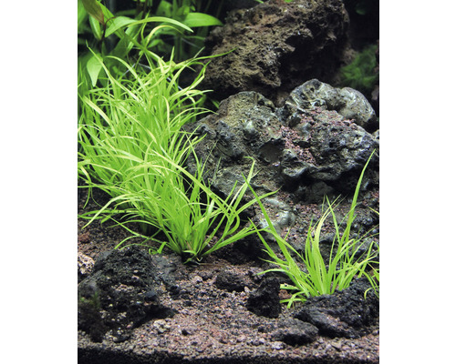 Grasachtige bies - Juncus repens In-Vitro