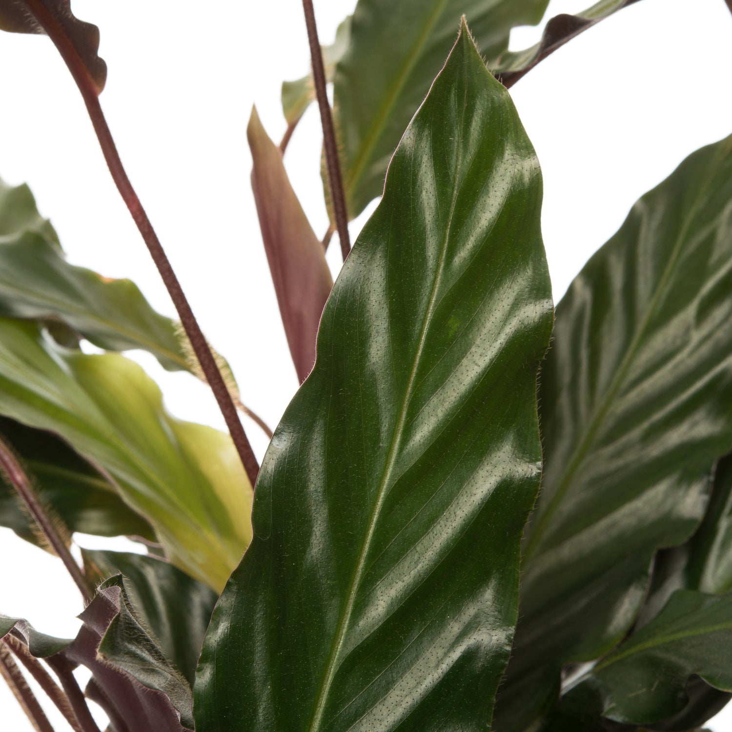 Calathea (Calathea rufibarba) D 19 H 80 cm