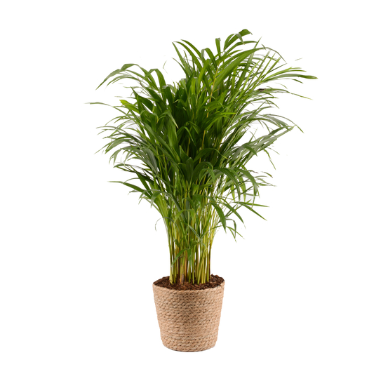 Aréca (dypsis lutescens) - pot D12cm