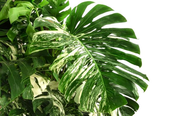 XXL Fensterblatt - Monstera deliciosa