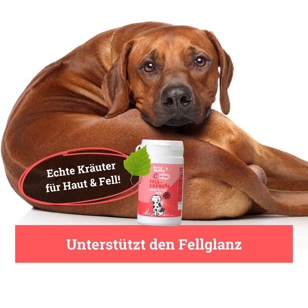 BeG Buddy Haut & Fell Express für Hunde