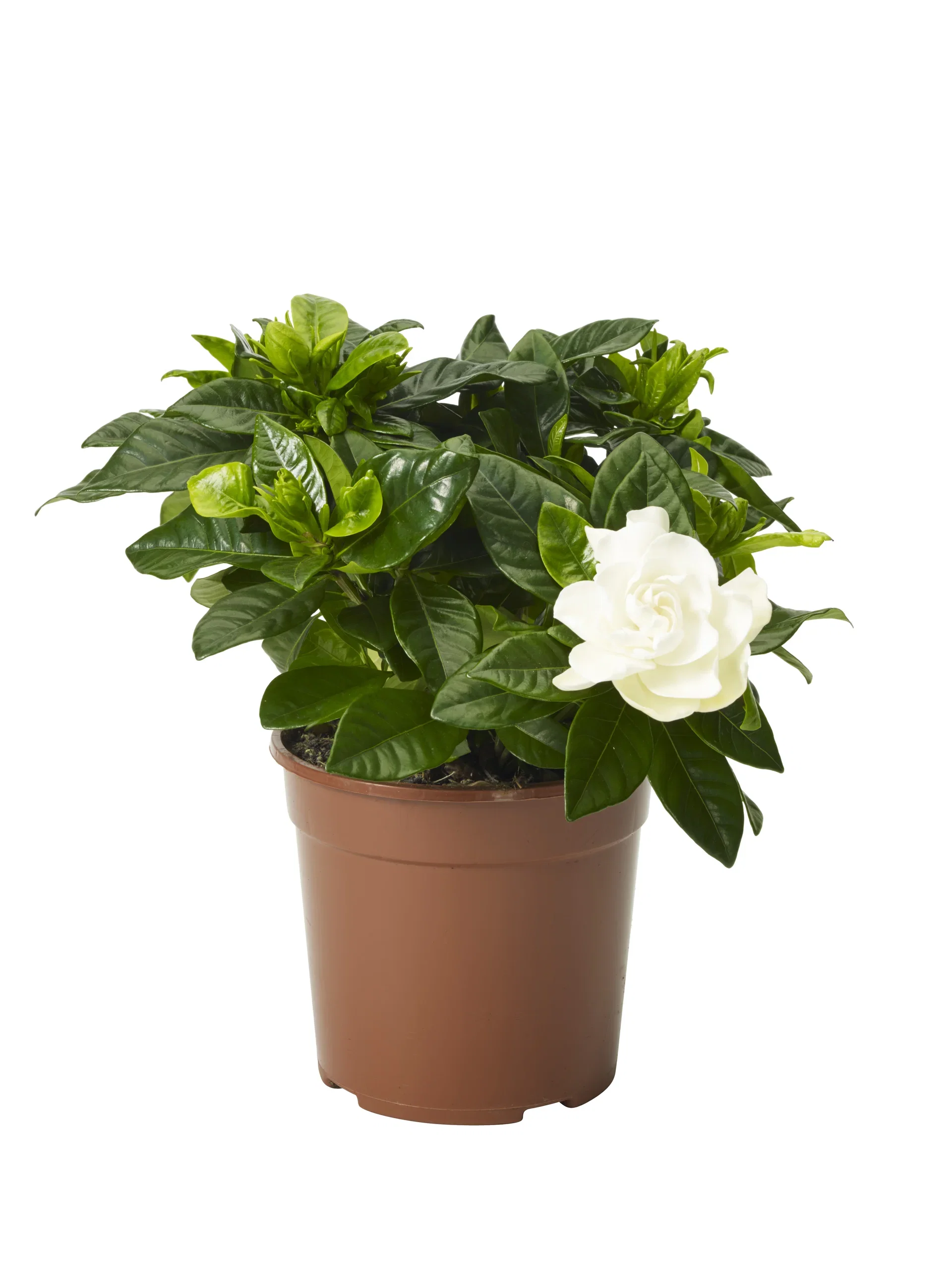 Gardenia jasminoides Gardenia Høyde 30 cm