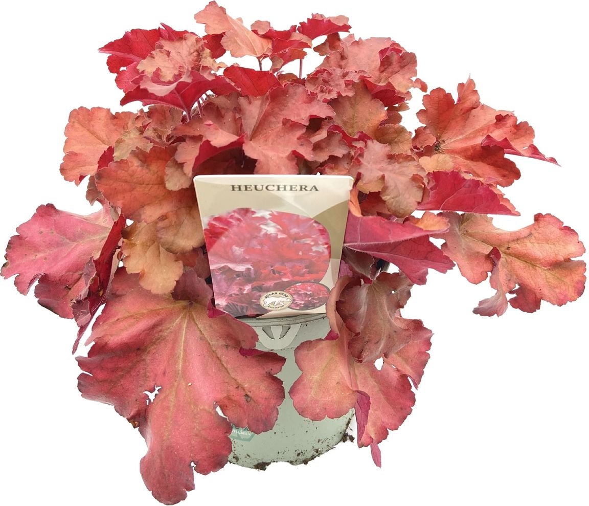 Purperklokje (Heuchera 'Fire Chief') D 17 H 25 cm