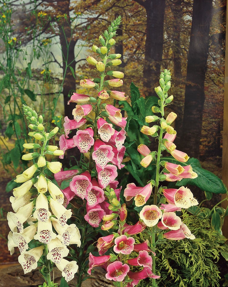 Vingerhoedskruid (Digitalis purpurea 'Gloxiniiflora') D 9 H 15 cm