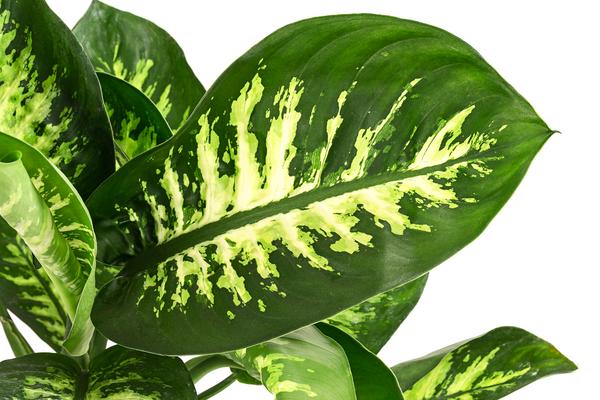 Dieffenbachie - Dieffenbachia 'Tropic Snow'
