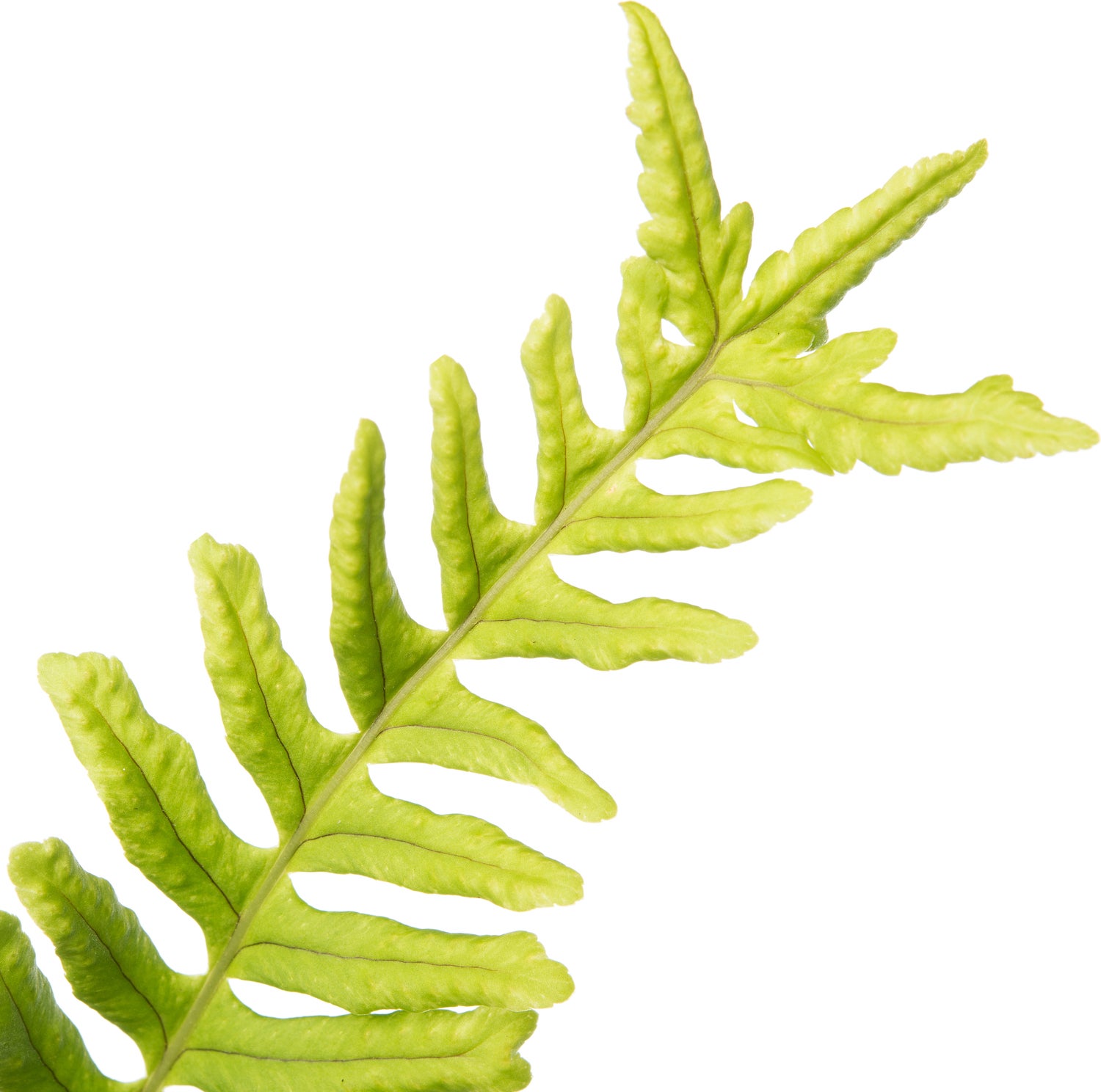 Gewone eikvaren (Polypodium vulgare) D 11 H 10 cm