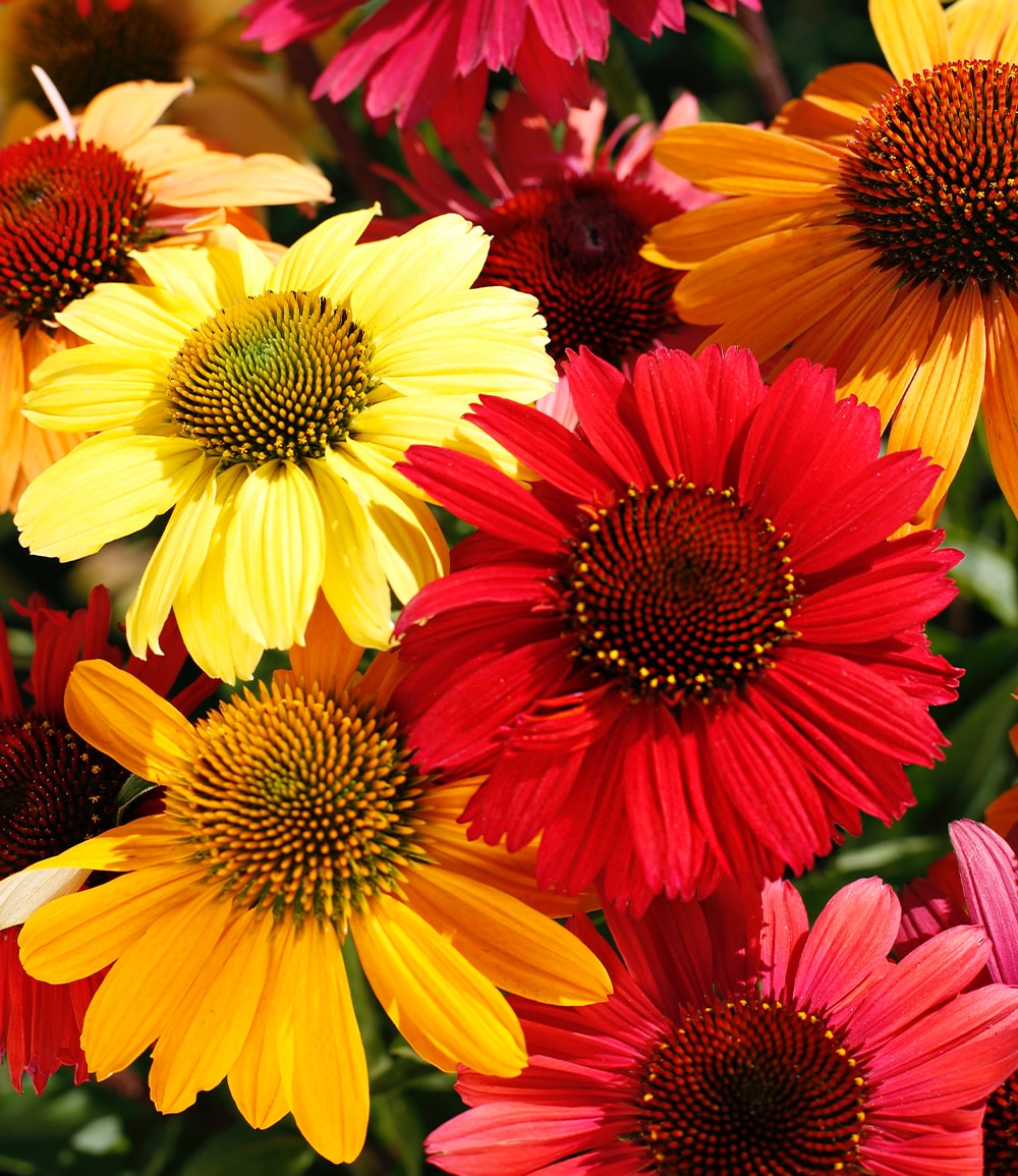 Echinacea-Mix 'Butterfly Magnet'