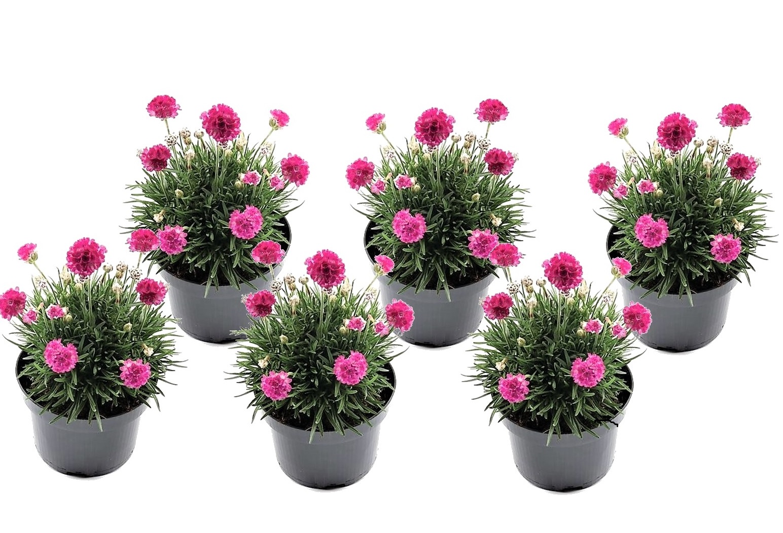 Armeria maritima - set de 6 - jardin roses - pot 12cm - hauteur 20-30cm