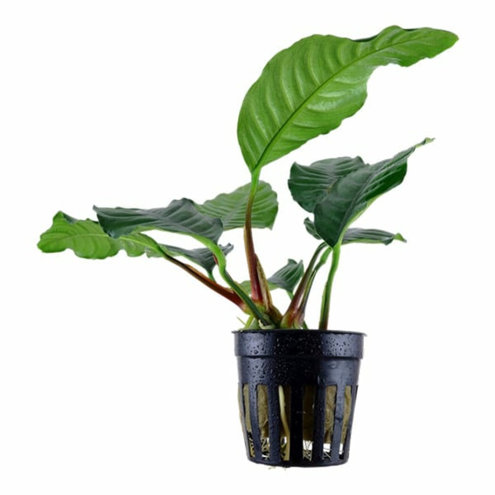 Anubias barteri coffeifolia