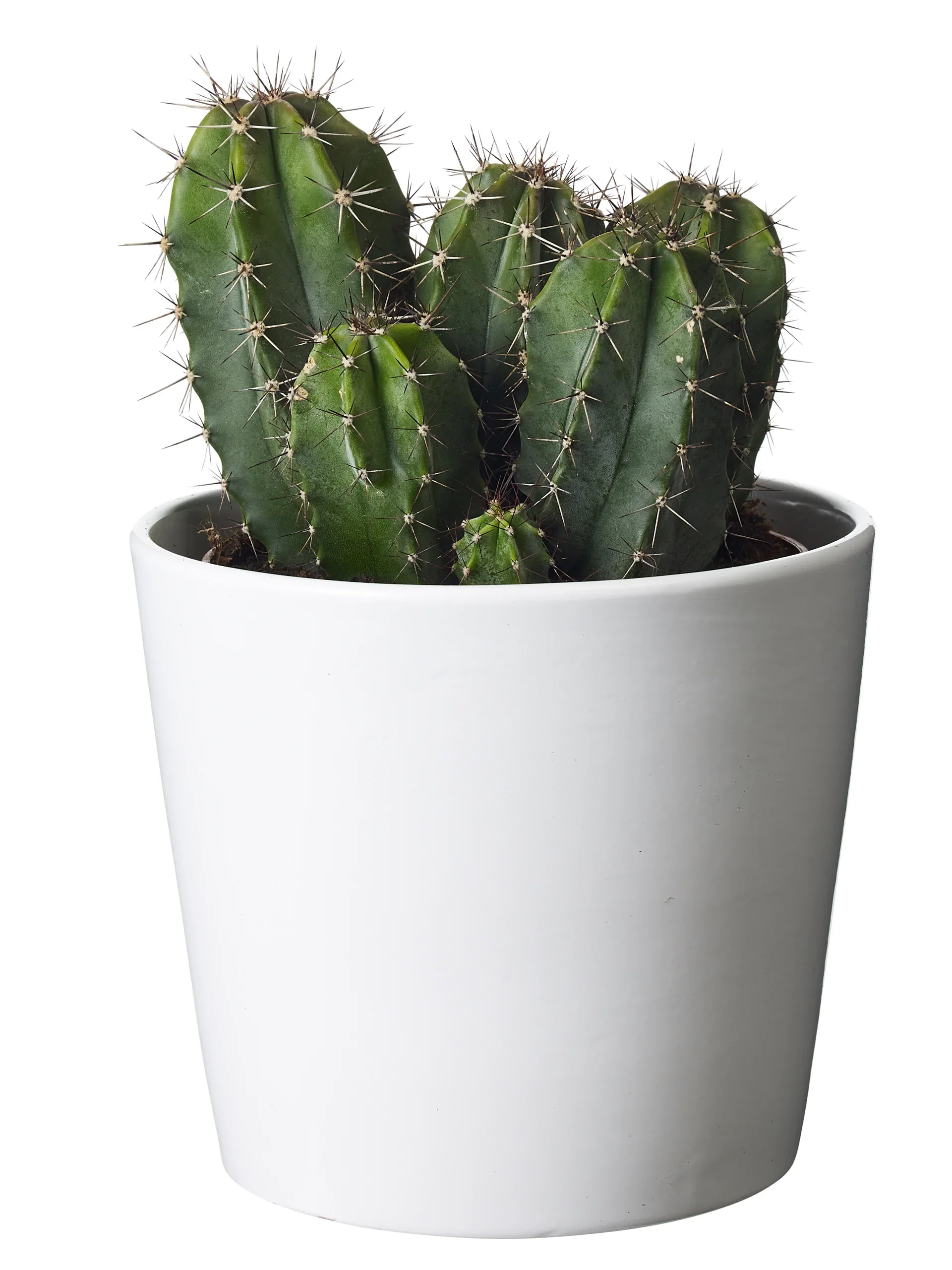 Cactus Kaktus miks Høyde 25 cm
