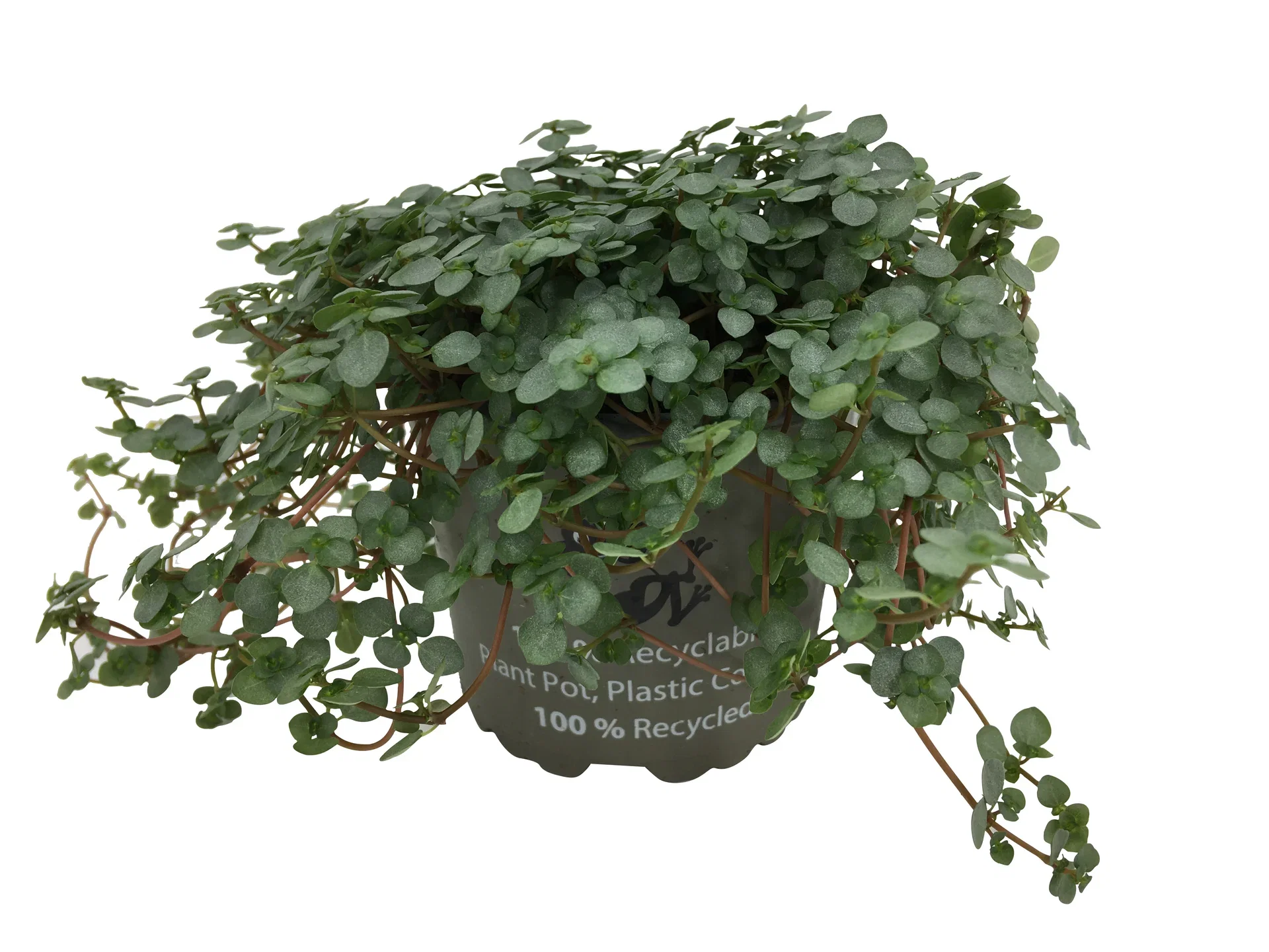 Pilea libanensis Pilea 'Greyzy' Høyde 20 cm
