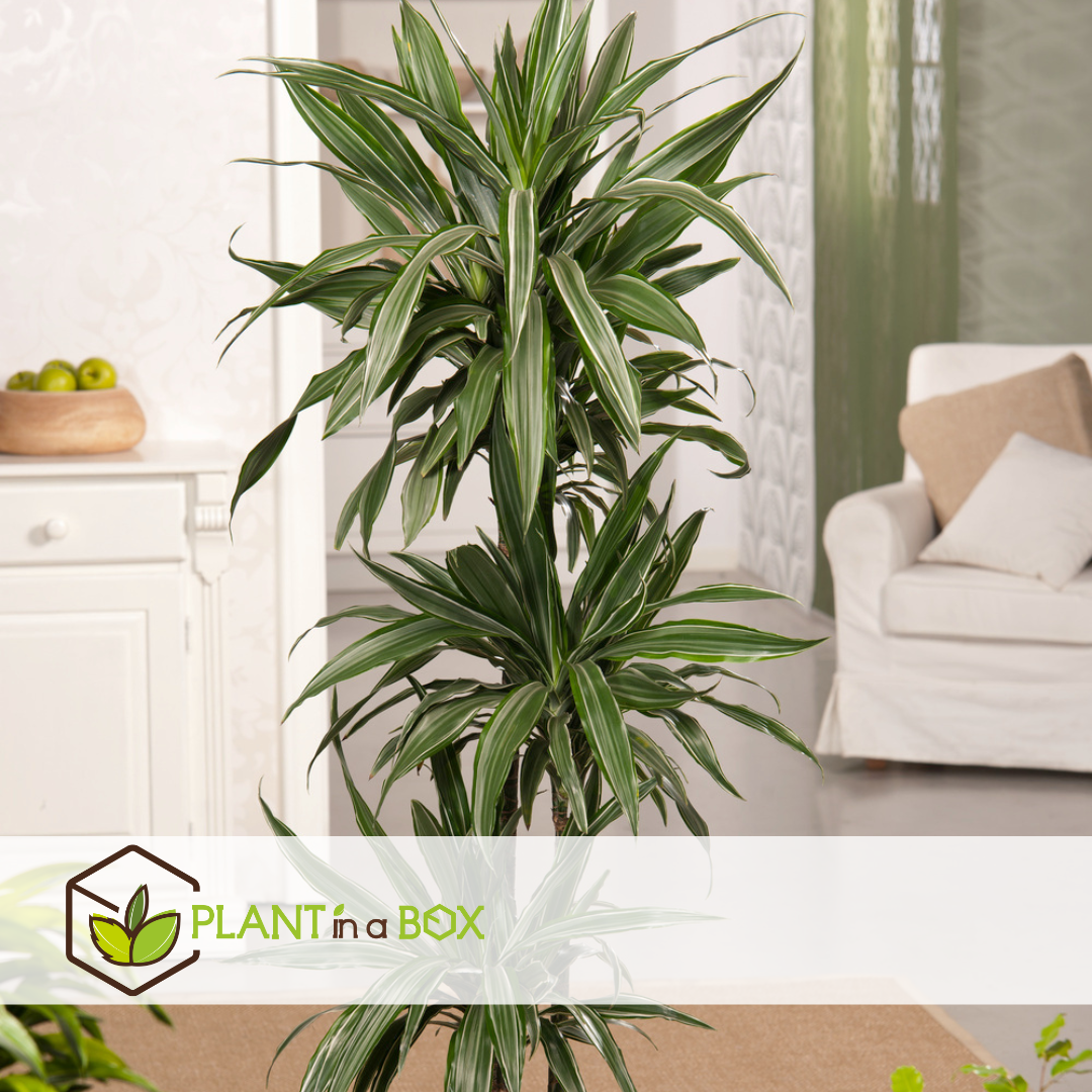 Dracaena deremensis 'warneckei' - taille du pot 17 cm - hauteur 60-70 cm