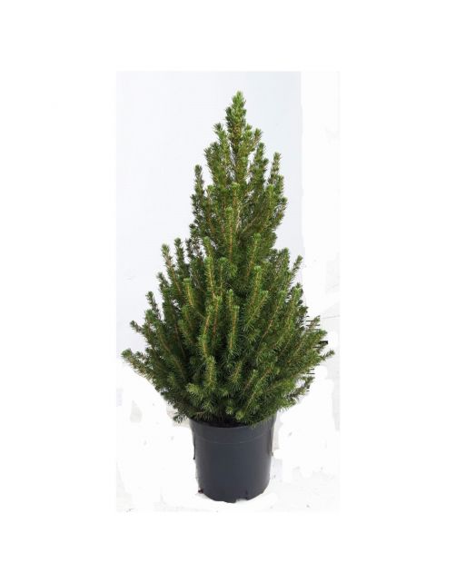 Hm Conica - Kerstboom - 80 cm Roze