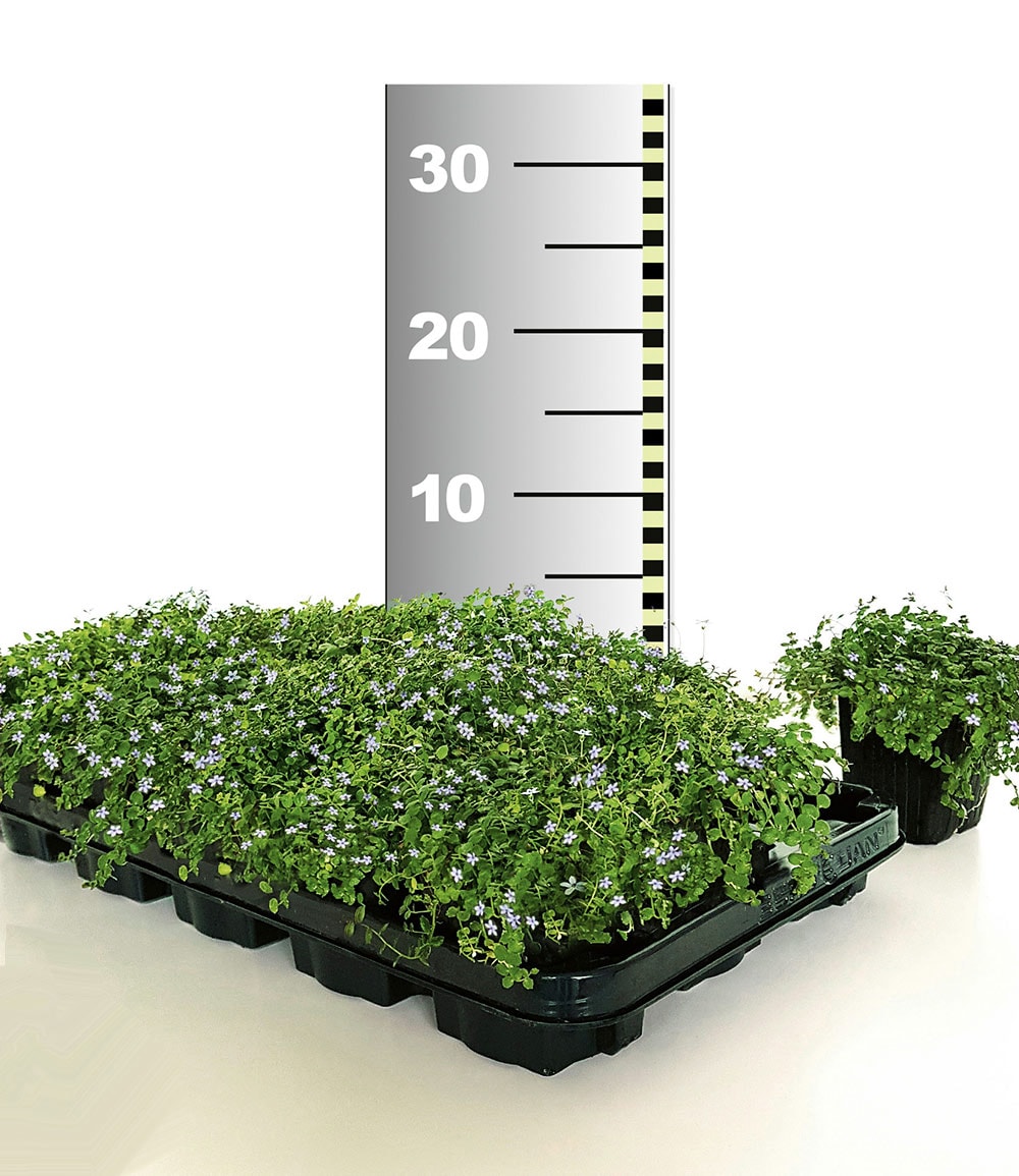 Isotoma 'Blue Foot®' 50 Stk., trittfester Bodendecker, Rasen-Ersatz