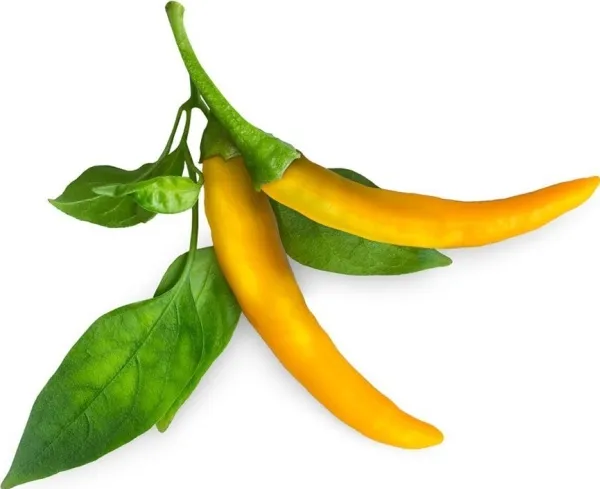 Click & Grow SGR60x3, Spiselig plante, Chili peber, Genopfyldning, Hurtig producent (3-5 uger), 14 - 21 dage, 3 måned(er)