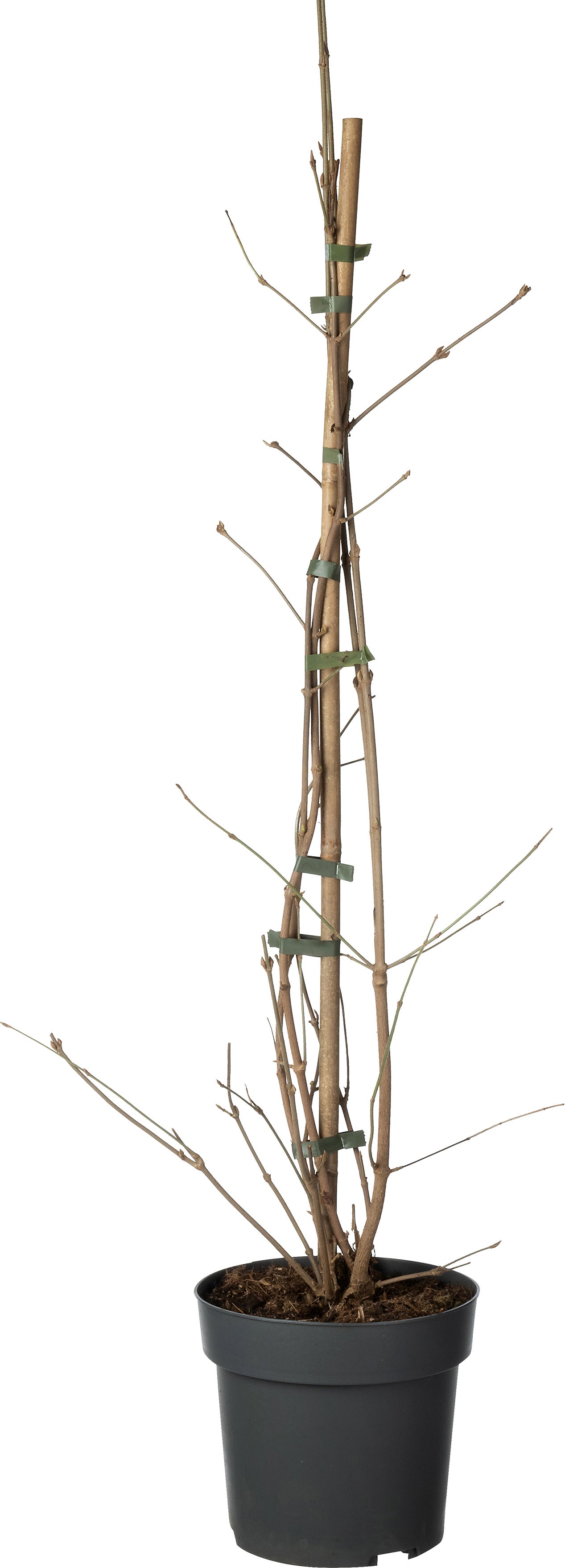 Japanse Sneeuwbal (Viburnum plicatum 'Kilimandjaro Sunrise') D 19 H 80 cm