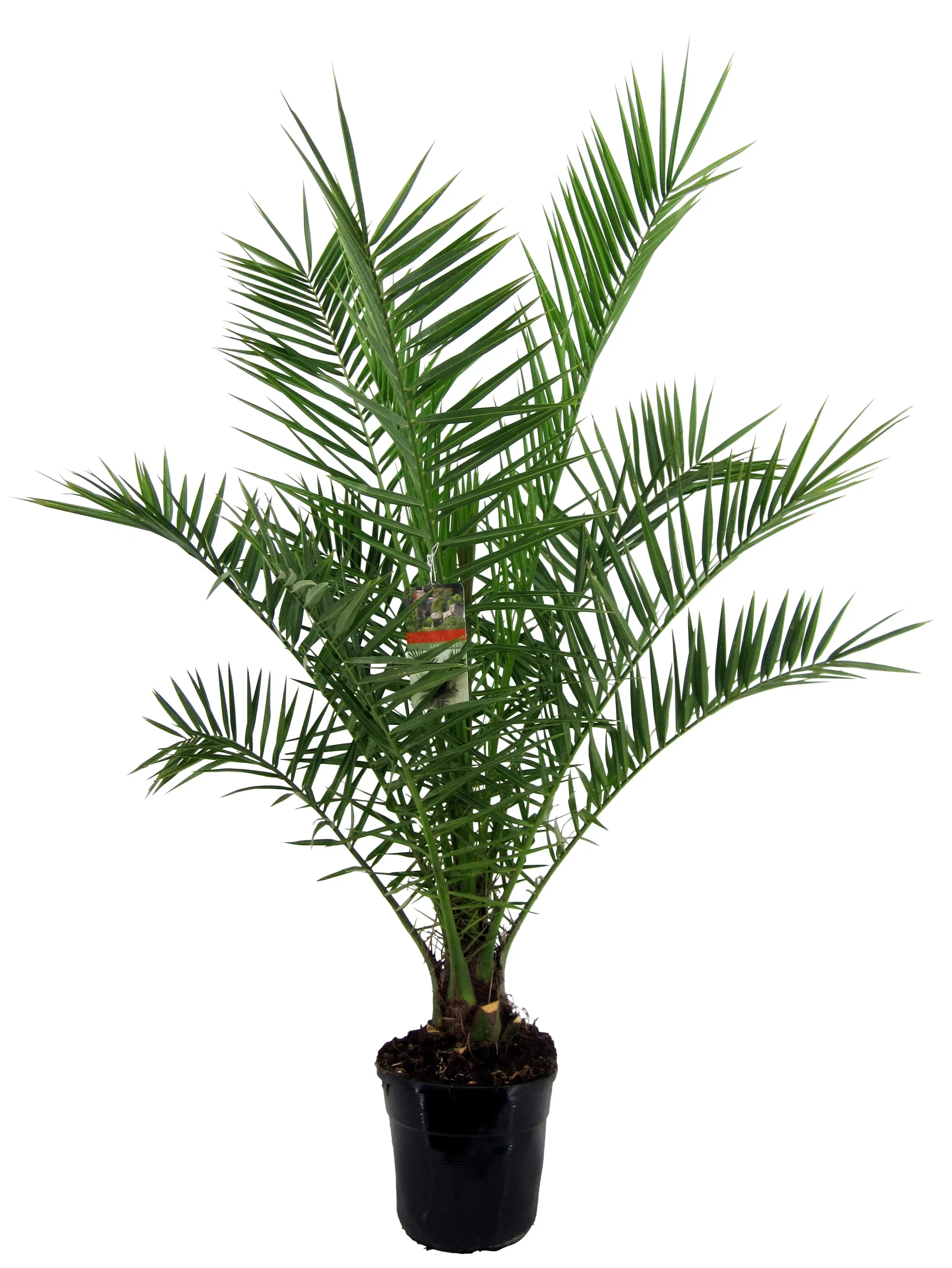 Phoenix canariensis Kanaripalme Høyde 140 cm