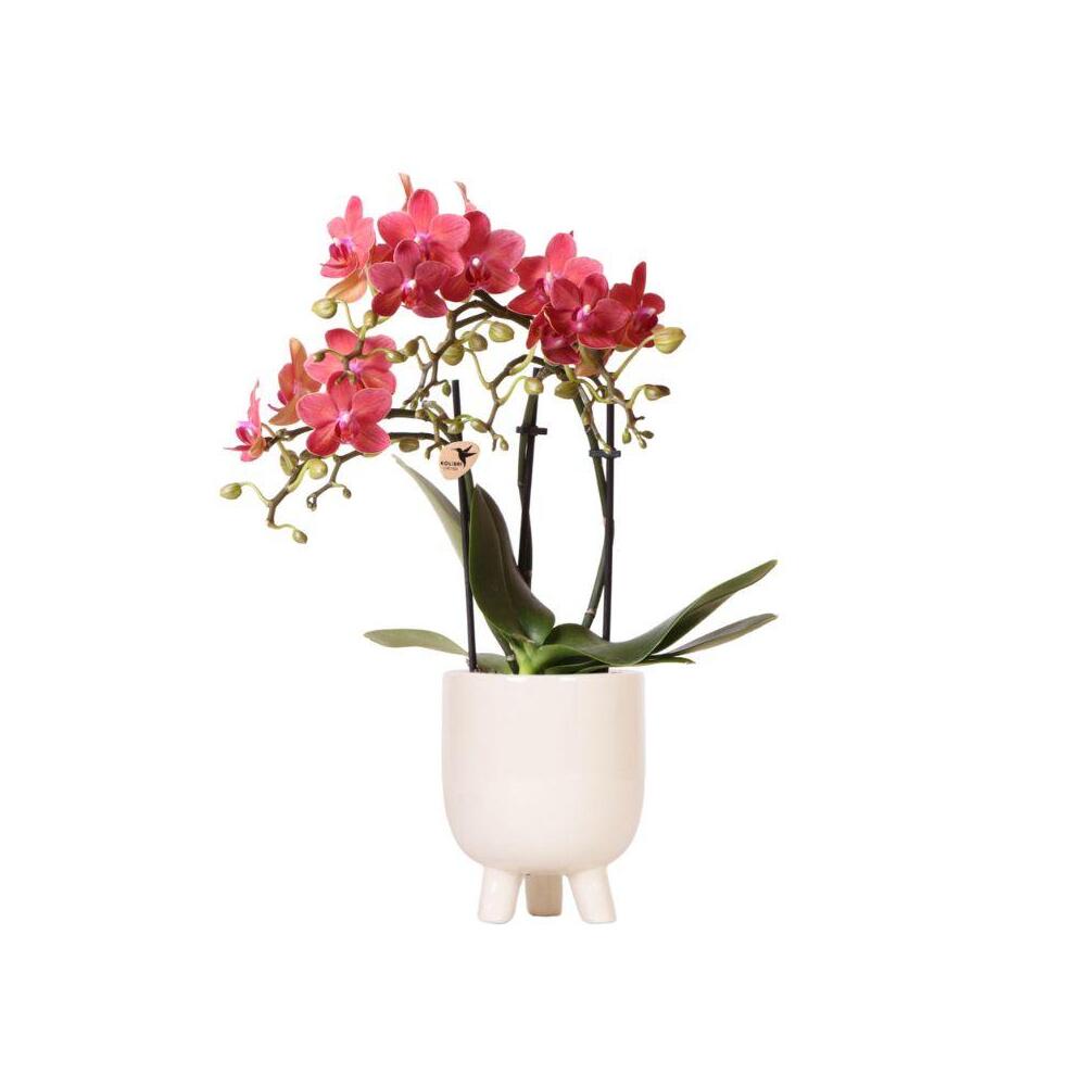 Kolibri orchids - orchidée phalaenopsis rouge - congo + pot en caoutchouc travertin - taille de pot 9cm